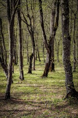Fototapeta premium trees in the woods