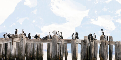 Patagonian Cormorants and the Massif