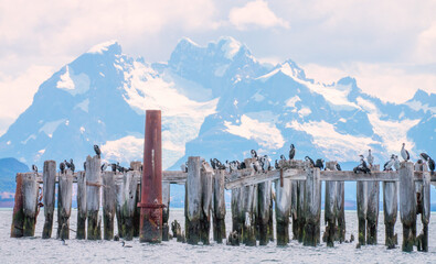 Cormorants and the Massif in Patagonia