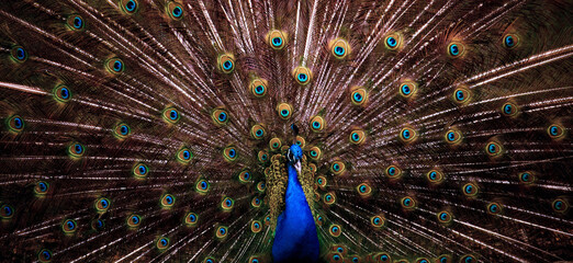 Peacock showing its colors to female - obrazy, fototapety, plakaty