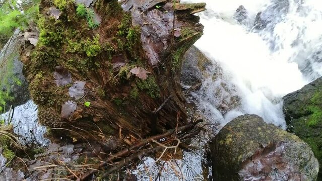 Forest Stream Flowing Over Rocks During Early Spring