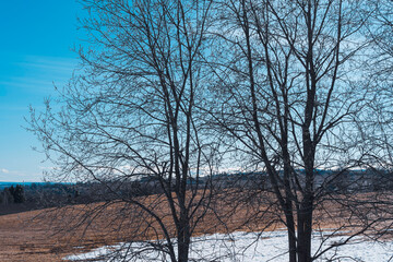 willow trees by a field in spring