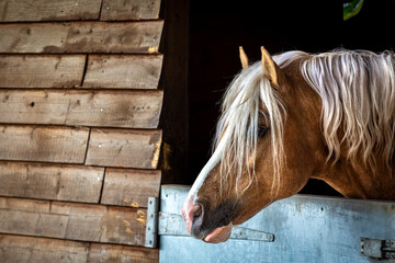 Section C Welsh cob palomino pony in the stable, Image shows a stallion horse with his head peering...