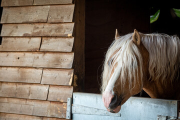 Section C Welsh cob palomino pony in the stable, Image shows a stallion horse with his head peering...