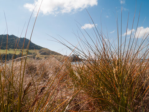 Closeup beach grass or pingao on coastal beach.