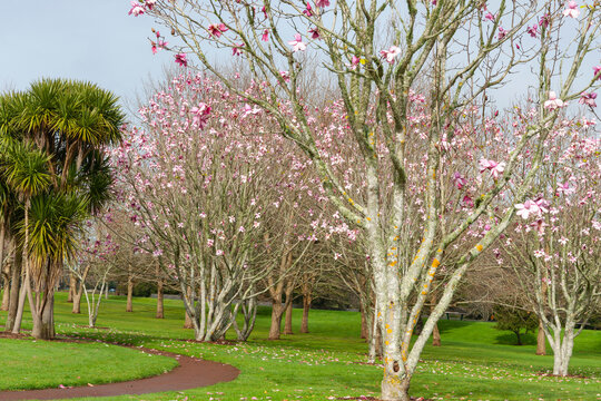 Path through green park lawn around cabbage tree and under pink blossom of magnolia grove.