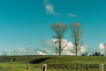 Retro or faded effect rural scene with two leafless trees