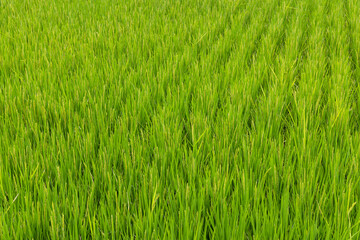 Paddy rice field meadow in Taiwan