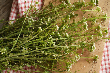 Blooming shepherd's purse herb on a table - ingredient for herbal tincture