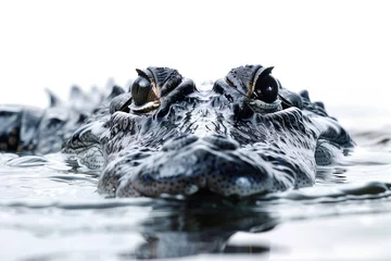 Wandcirkels tuinposter A crocodile stalking its prey in water © Veniamin Kraskov