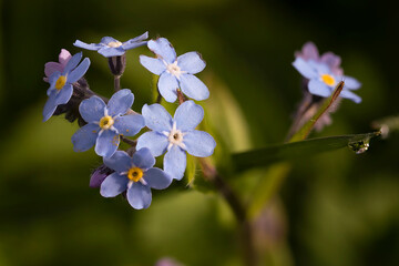 forget me not flowers
