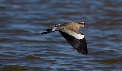 Tero in gliding flight over the river with wings outstretched