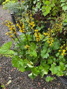 Golden flowers on tall stems of 'Little Rocket' Ligularia (Ragwort)
