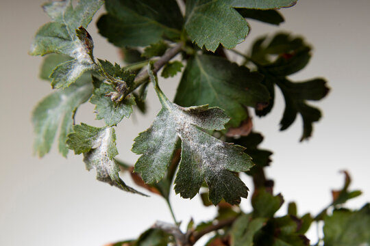 Powdery Mildew fungus on leafs of Hawthorns - Crataegus plant