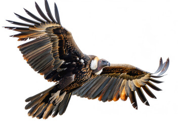 A vulture soaring in the sky - obrazy, fototapety, plakaty