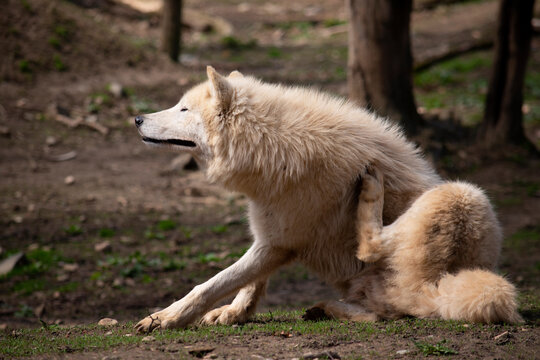 region wolf canis lupus arctos