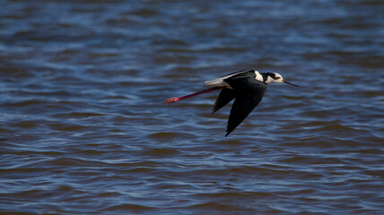 Royal tero in gliding flight over the waters of a river