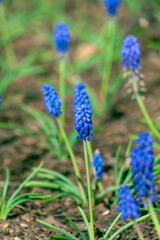 Beautiful blue Muscari botryoides flowers in a flowerbed.