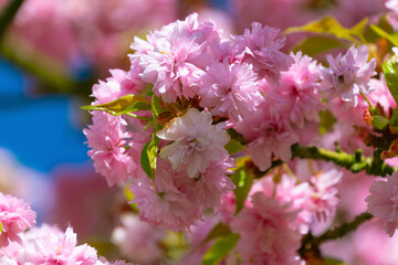 Beautiful pink flowers of Prunus serrulata. Japanese cherry.