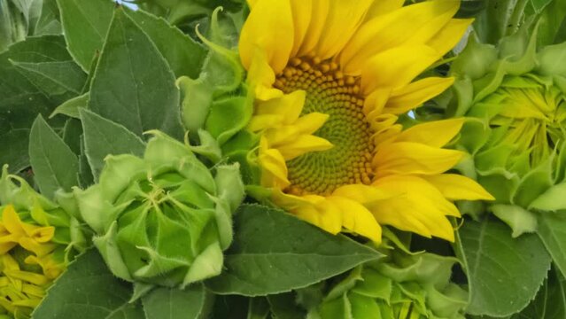Macro time lapse blooming and wilting Sunflower bouquet close-up on blue screen