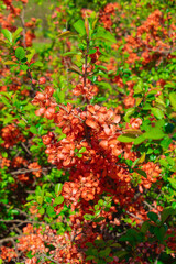 Beautiful orange flowers of Chaenomeles superba.