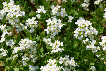 Beautiful small white flowers of Arabis caucasica.