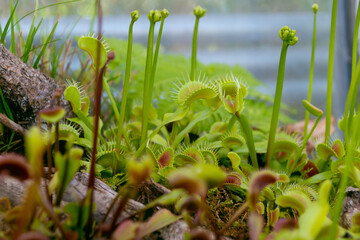 The Venus flytrap, Dionaea muscipula, close-up.
