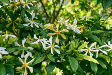 Beautiful white and yellow Gardenia flowers.