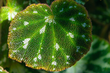 Beautiful green leaves with a pattern, close-up. Begonia imperialis, the imperial begonia.