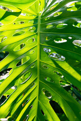 Beautiful large green leaf of Monstera deliciosa, close-up. © K. Yeudakimava
