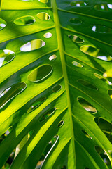 Beautiful large green leaf of Monstera deliciosa, close-up.