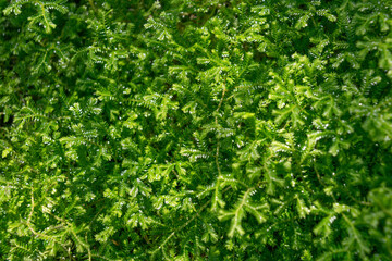 Selaginella stenophylla, close-up. Green plant background.