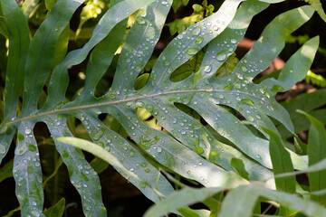 Green leaf of Phlebodium aureum with water drops.