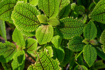 Beautiful green leaves of Pilea involucrata, close-up.