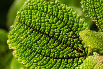 Beautiful green leaves of Pilea involucrata, close-up.