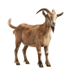 A light brown goat standing in front isolated on transparent, alpha, background, Eid ul adha, Eid al adha