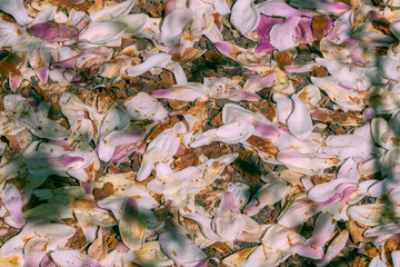 Fallen pink magnolia petals. Faded flowers.