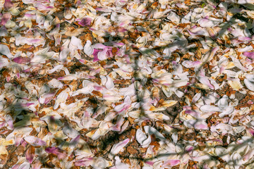Fallen pink magnolia petals. Faded flowers.