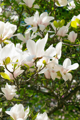 Beautiful large white flowers of Magnolia denudata