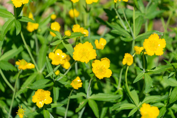 Yellow flowers of Ranunculus auricomus. goldilocks buttercup, Greenland buttercup.