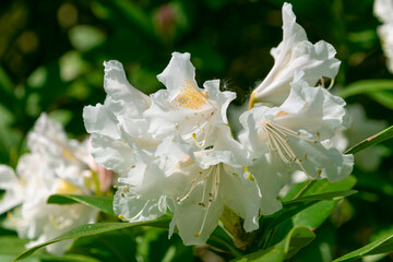 Beautiful white flowers of Rhododendron aureum.