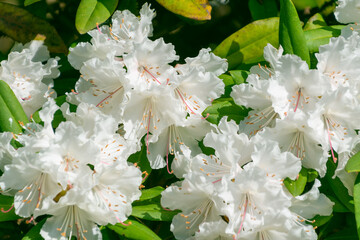 Beautiful white flowers of Rhododendron aureum.
