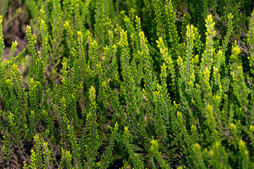 Beautiful green plant background. Erica reunionensis.