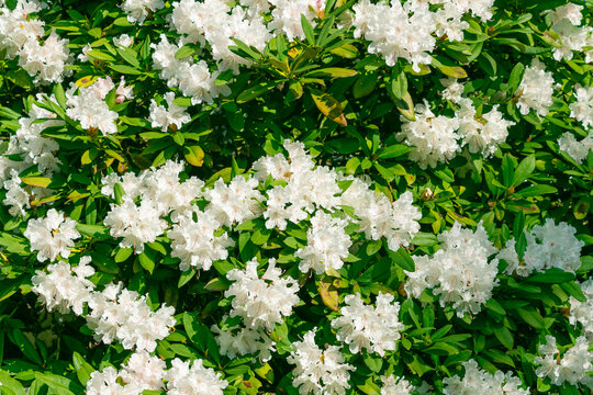 thuja rhododendron Rhododendron PJM  Bay Gardens