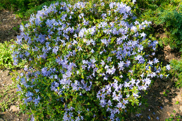 Beautiful blue flowers of Rhododendron impeditum.