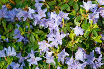 Beautiful blue flowers of Rhododendron impeditum.