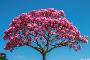 Witness the enchanting beauty of a majestic pink Ipê tree in full bloom, as its soft pink flowers gracefully contrast with deep green leaves under the serene azure sky