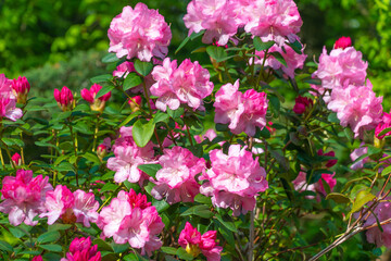 Fototapeta na wymiar Beautiful pink flowers of Rhododendron williamsianum.