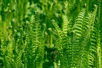 Onoclea sensibilis, close-up. Green grass natural background.