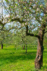 Apple blossom garden in spring. Spring bloom.